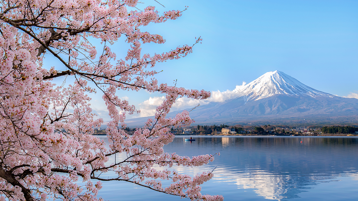 cherry blossoms