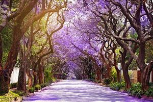 Jacaranda blooming season in Johannesburg, South Africa