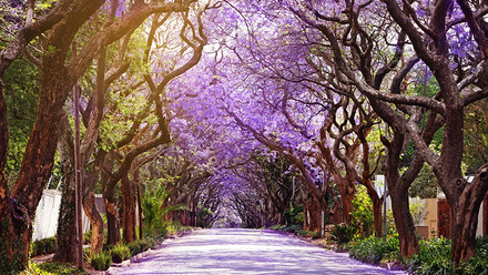 Jacaranda trees season in Johannesburg