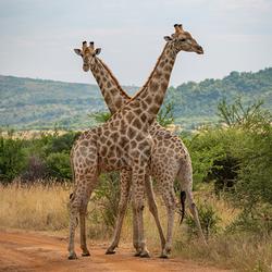 Giraffes in Pilanesberg National Park