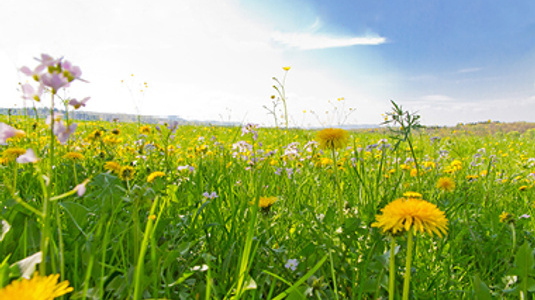 summer field of wild flowers