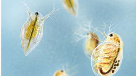 Daphnia against a blue background