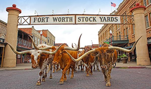 cattle at the Fort Worth Stock Yards