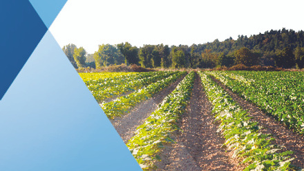 Planted Rows Herb Farm Agricultural Field Plant Crop