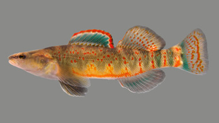 Kentucky arrow darter, endangered species, thumbnail